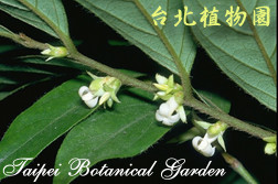 軟毛柿，花朵與葉子的圖片