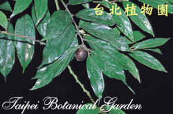 軟毛柿，果實與葉的圖片