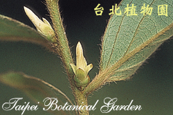 軟毛柿，花苞的圖片