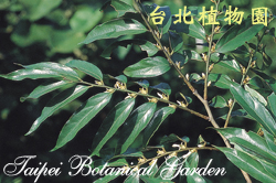 軟毛柿，枝條的圖片