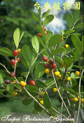 象牙樹，果實的圖片