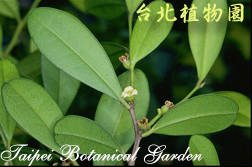 象牙樹，葉子與花的圖片