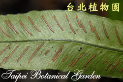 單葉雙蓋蕨，孢子囊群的圖片