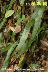 單葉雙蓋蕨，植株生態的圖片