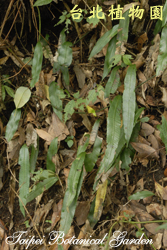 單葉雙蓋蕨，葉片的圖片