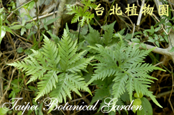 黑心蕨，葉子的圖片