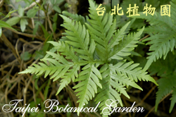 黑心蕨，葉子的圖片