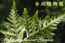 黑心蕨，葉背的圖片