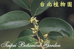 鐵色，花朵與葉子的圖片