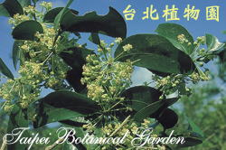 鐵色，花朵與葉子的圖片