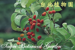 鐵色，果實的圖片