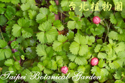 蛇莓，葉子、果實與花朵的圖片