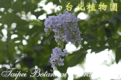 金露花，花朵的圖片