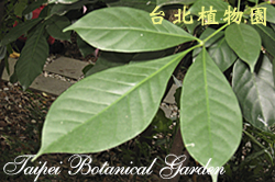 小葉堅木，葉子的圖片