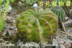 短毛丸，葉子的圖片