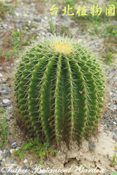 金(金虎)，葉子的圖片