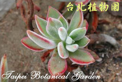 錦晃星，葉子的圖片