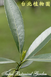 加羅林杜英，葉子的圖片