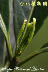 加羅林杜英，葉子新芽的圖片