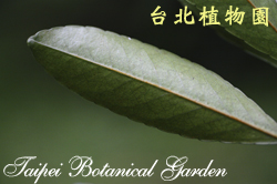 加羅林杜英，葉子的圖片