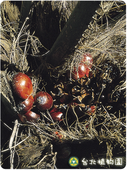 油椰子，全株的圖片