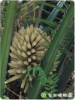 油椰子，花的圖片