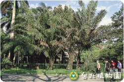 油椰子，果實的圖片