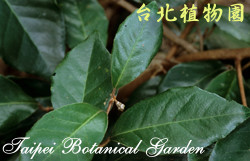 胡頹子，葉子的圖片