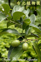 三蕊楠，果實與葉子的圖片