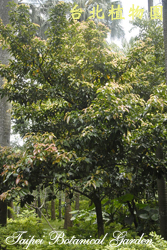 三蕊楠，樹的圖片