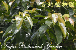 三蕊楠，葉子的圖片