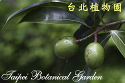 三蕊楠，果實與葉子的圖片