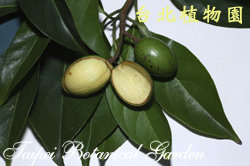 三蕊楠，果實剖開與葉子的圖片