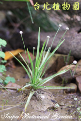 大葉穀精草，葉子與花的圖片