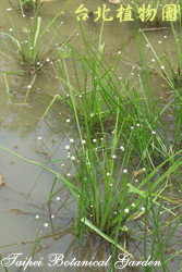 大葉穀精草，葉子與花的圖片