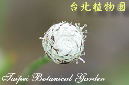 大葉穀精草，果實的圖片