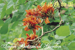 刺桐，花朵的圖片