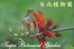 刺桐，花朵的圖片