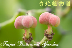 霸王鞭，果實的圖片