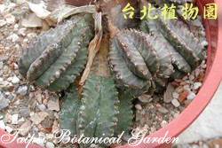 世蟹丸，葉子的圖片