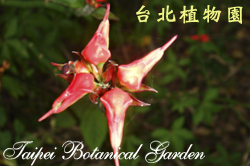 綠珊瑚，花朵的照片