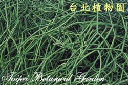 綠珊瑚，葉子的照片