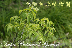 野鴉椿，葉子與花朵的圖片