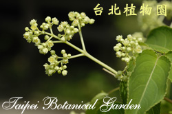 野鴉椿，花朵的圖片