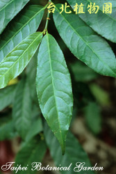 青紫木，葉子的圖片