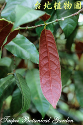 青紫木，葉子的圖片