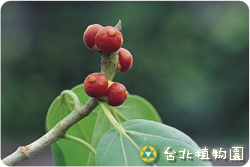 孟加拉榕，果實與葉的圖片