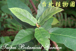 牛奶榕，葉子的圖片