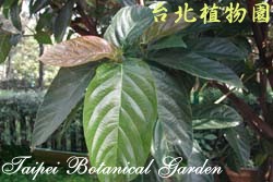 水同木，葉子的圖片