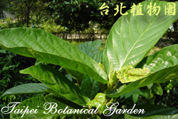 水同木，葉子的圖片